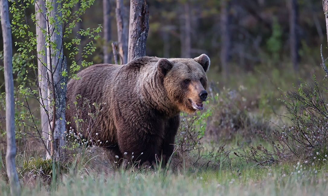 Immagine di Finlandia, non solo orsi e falchi pescatori